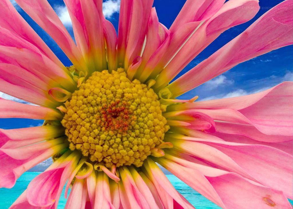 Pink flower with blue sky