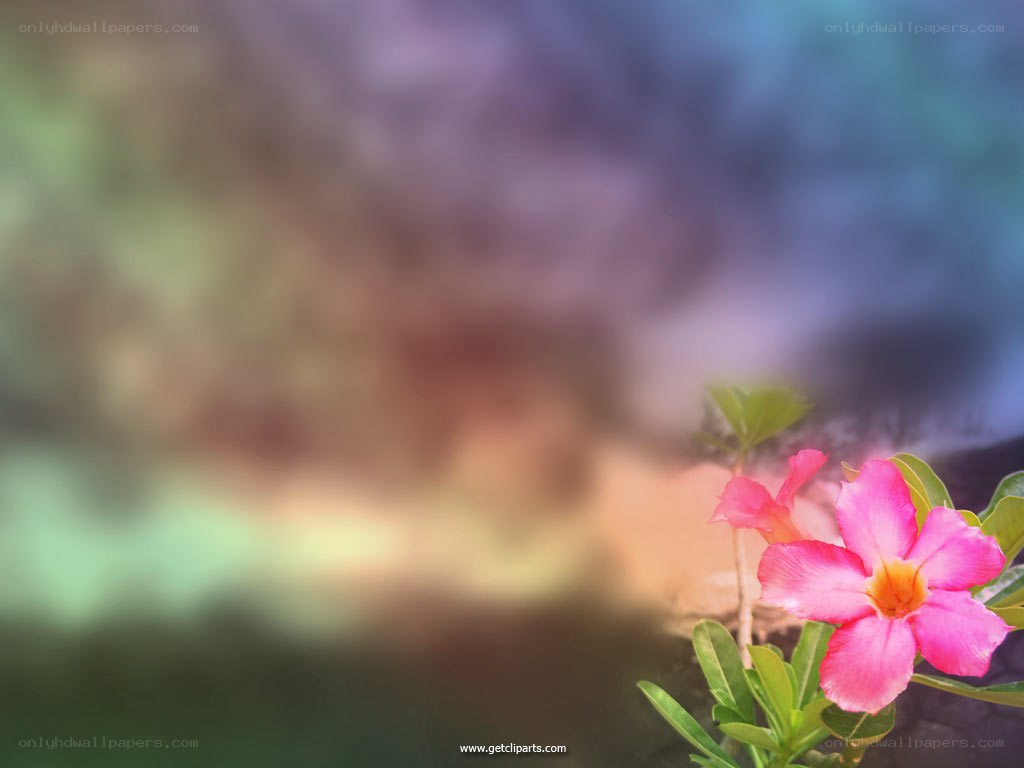 pink flower with blurred background