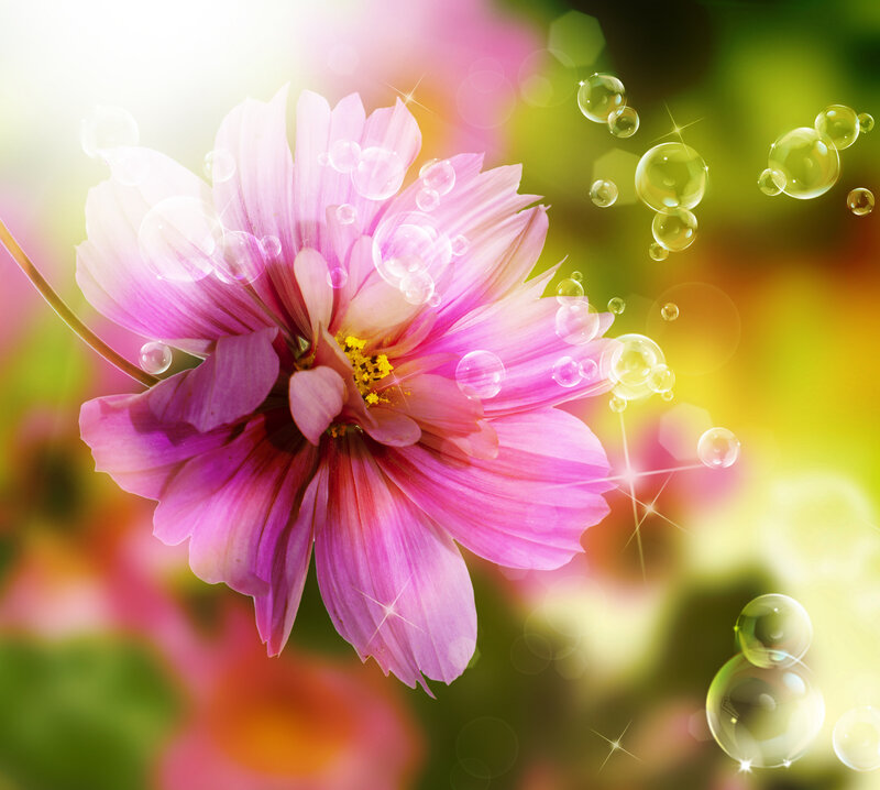 Pink Flower with Bubbles