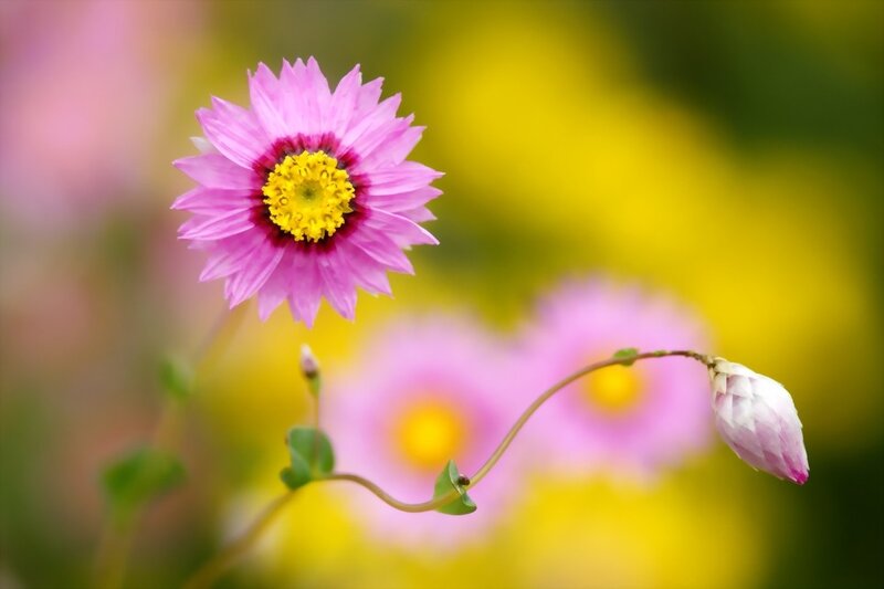 Pink Flower with Bud — Serene