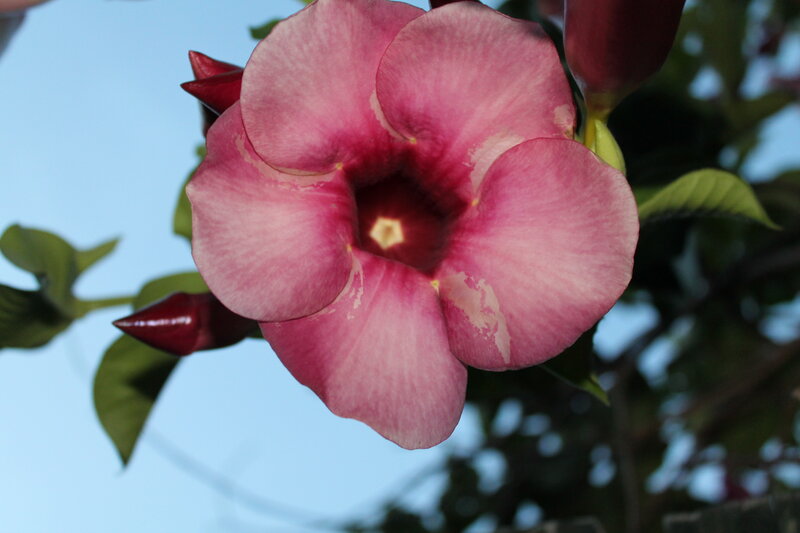 Pink Flower with Buds — Calm