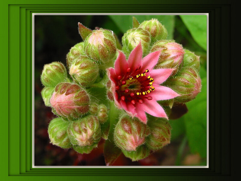 Pink Flower with Buds — Green