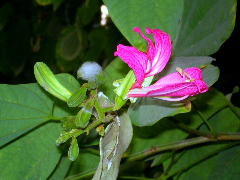 Pink Flower with Buds — Natural