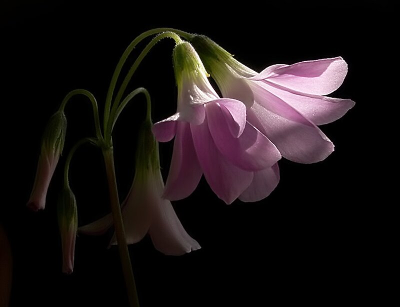 Pink Flower with Buds — Purple