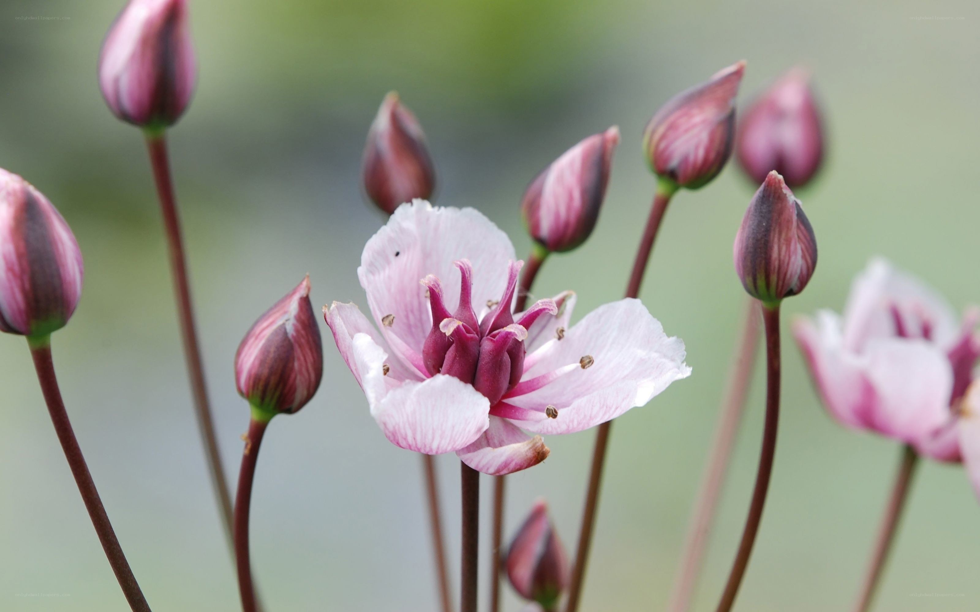 Pink flower with buds