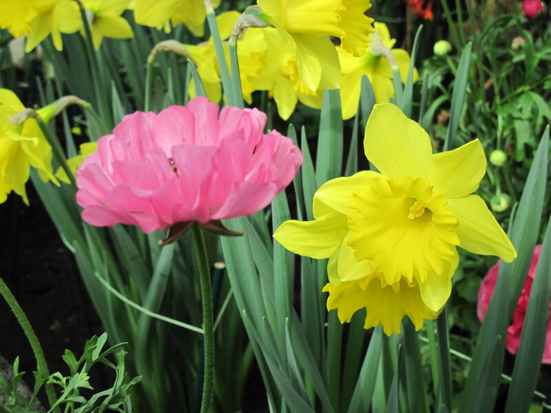 Pink Flower with Daffodils