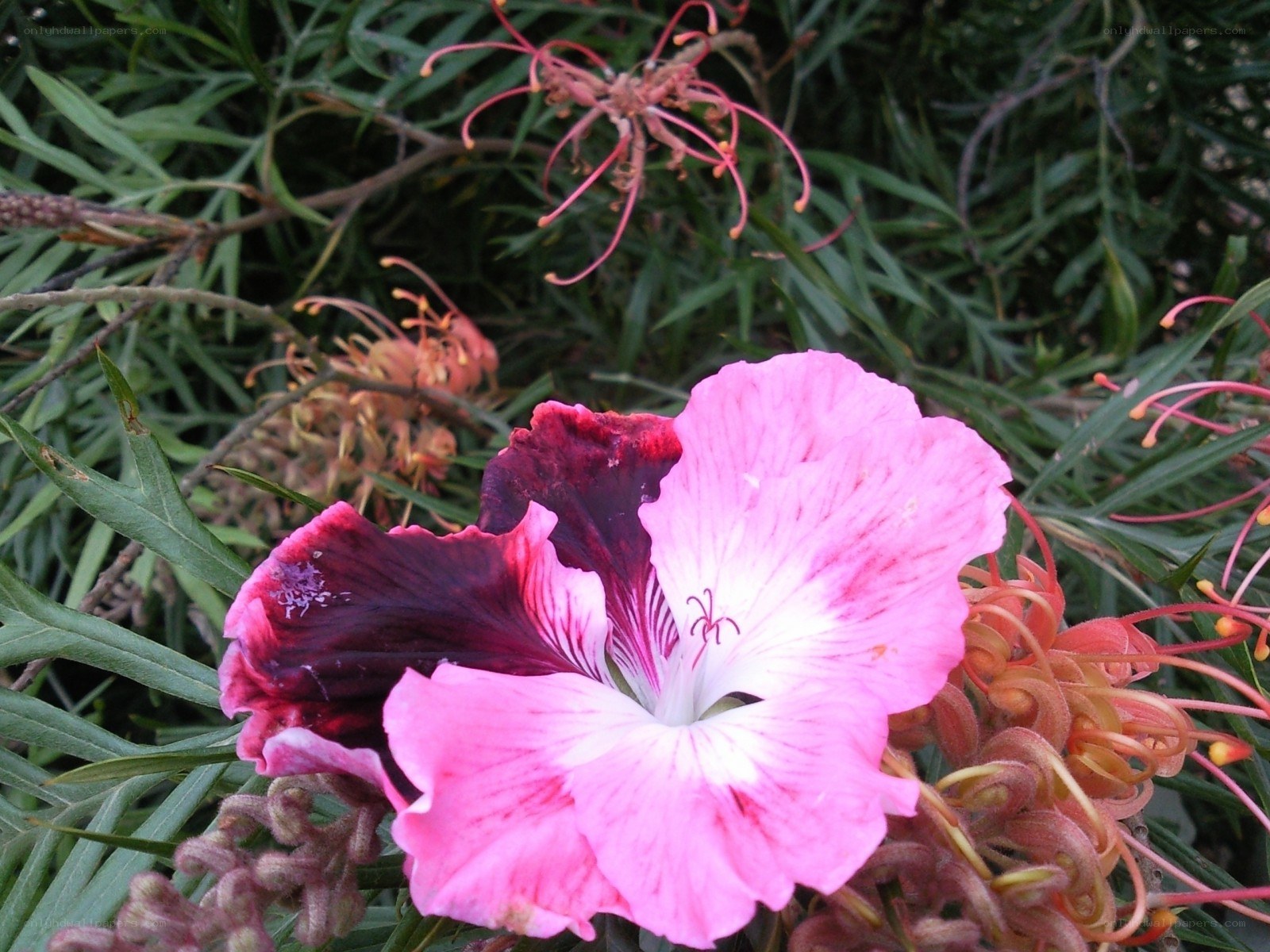 Pink flower with dark center