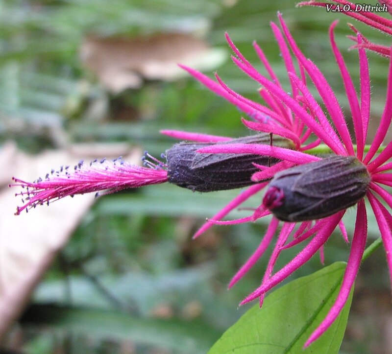 Pink flower with dark seed pods