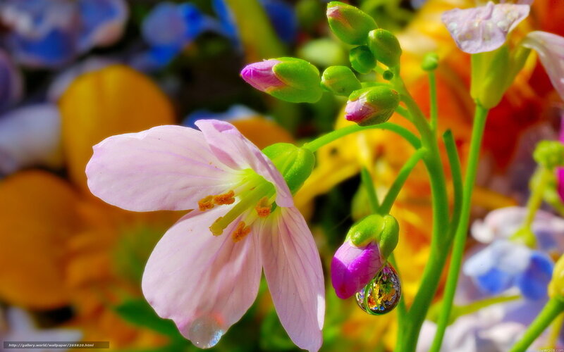 Pink flower with dew drop