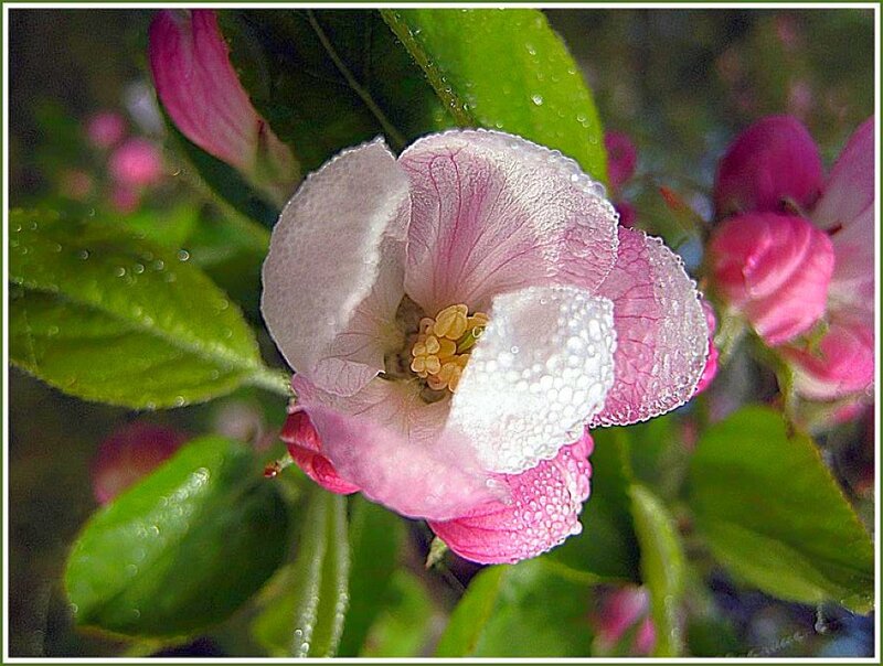 Pink flower with dew drops