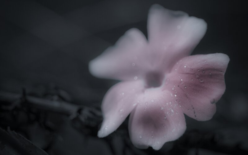 Pink flower with dew drops
