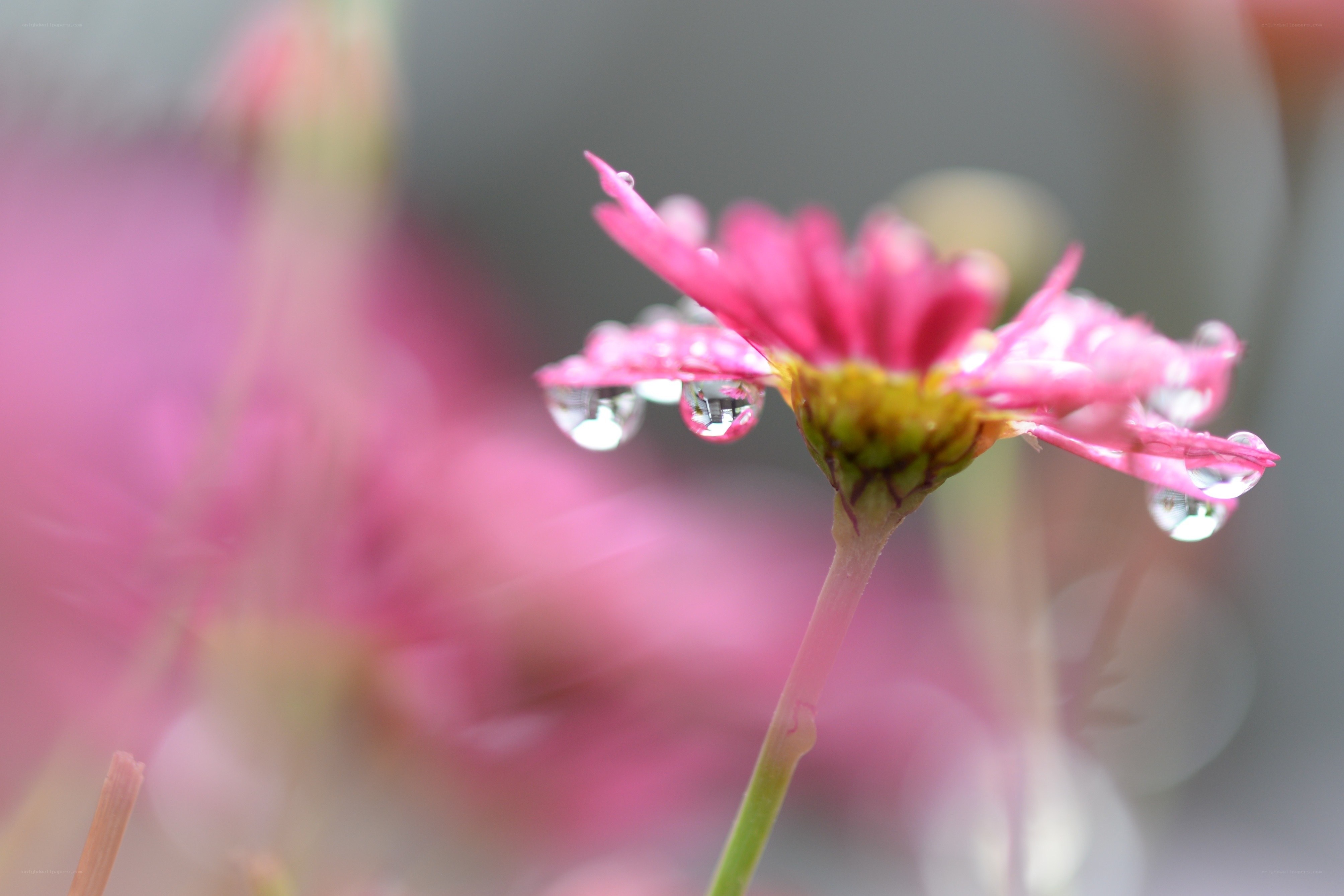 Pink flower with dew drops