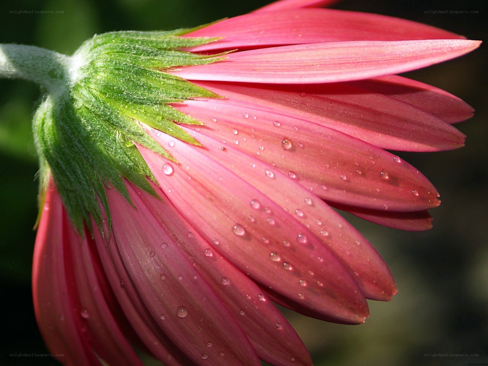 Pink flower with dew drops