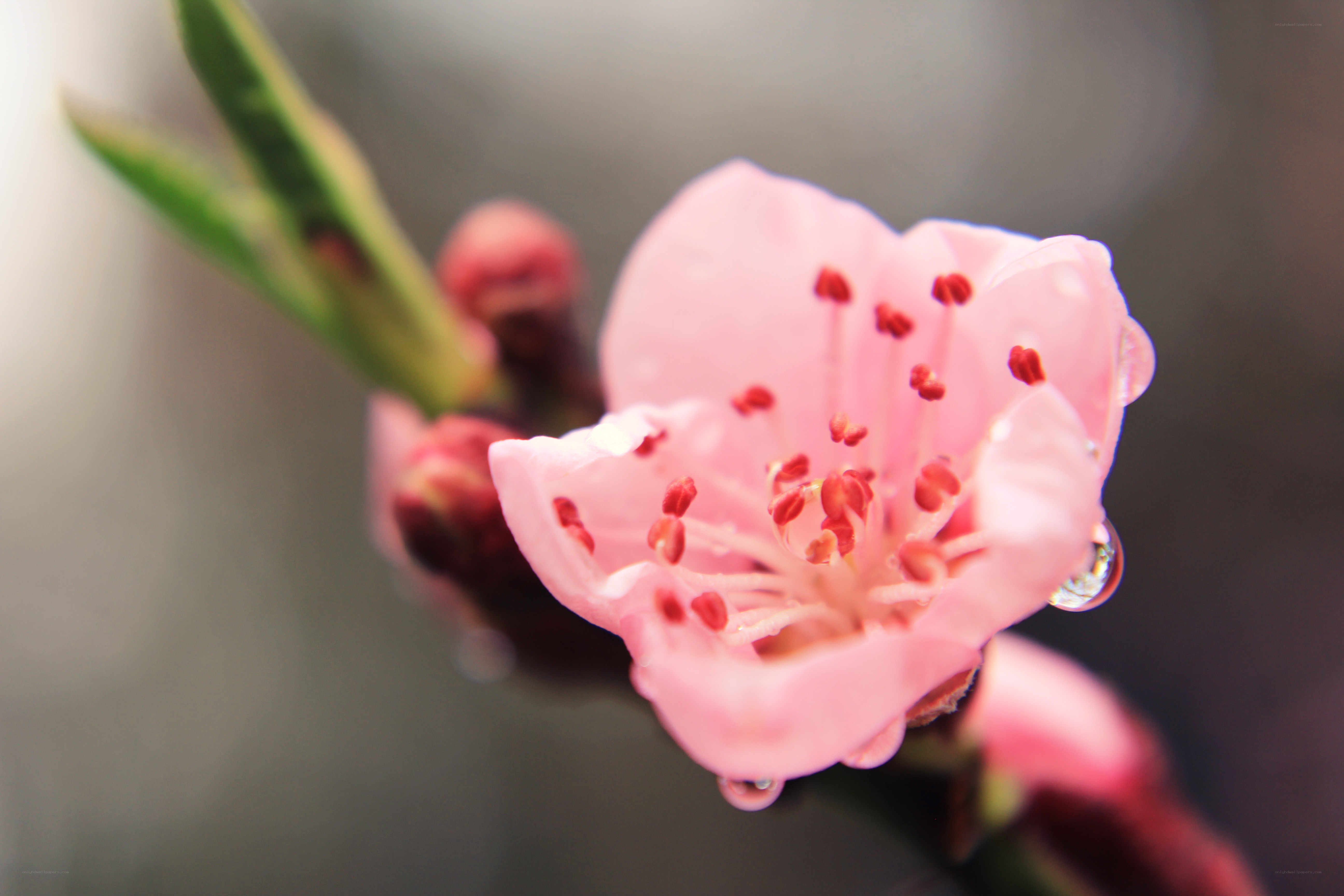 Pink flower with dew drops
