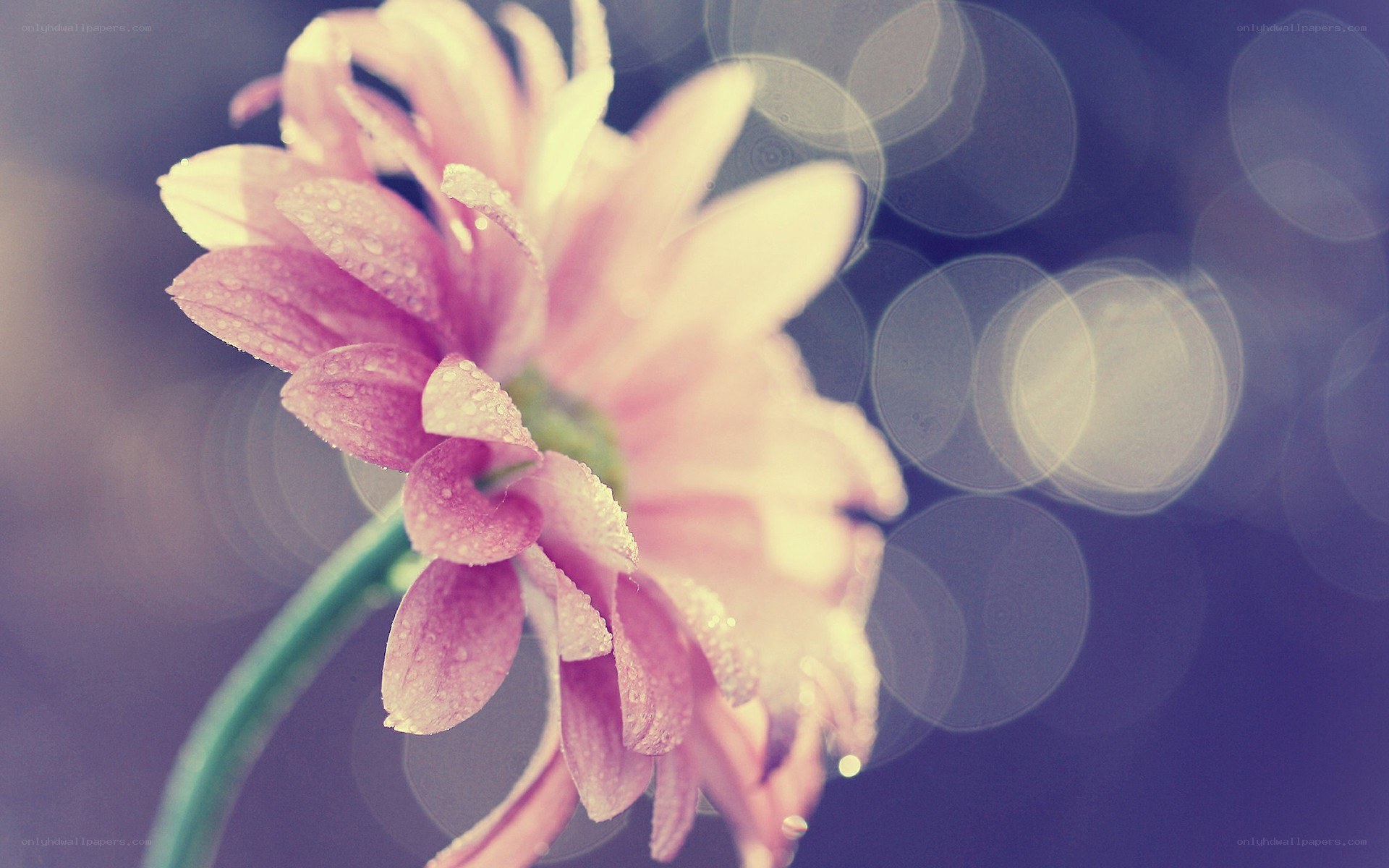 Pink flower with dew drops