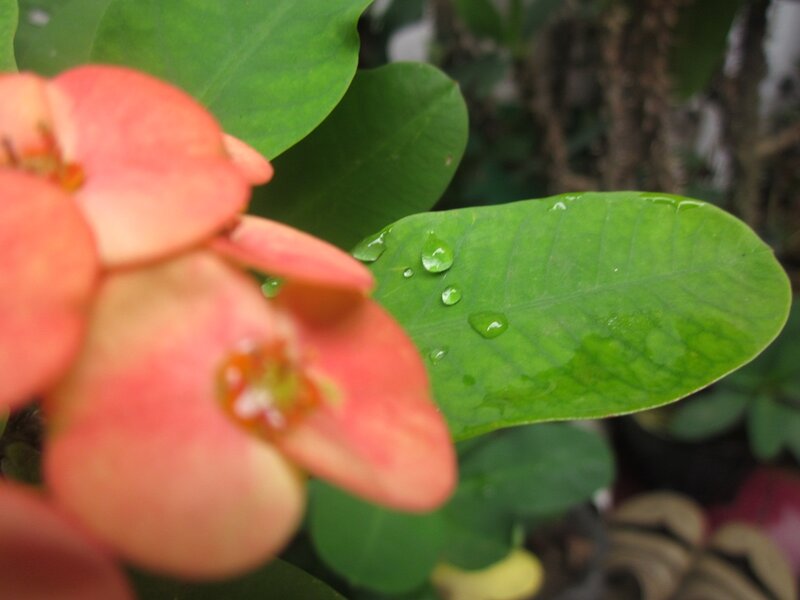Pink Flower with Dew Drops — Green