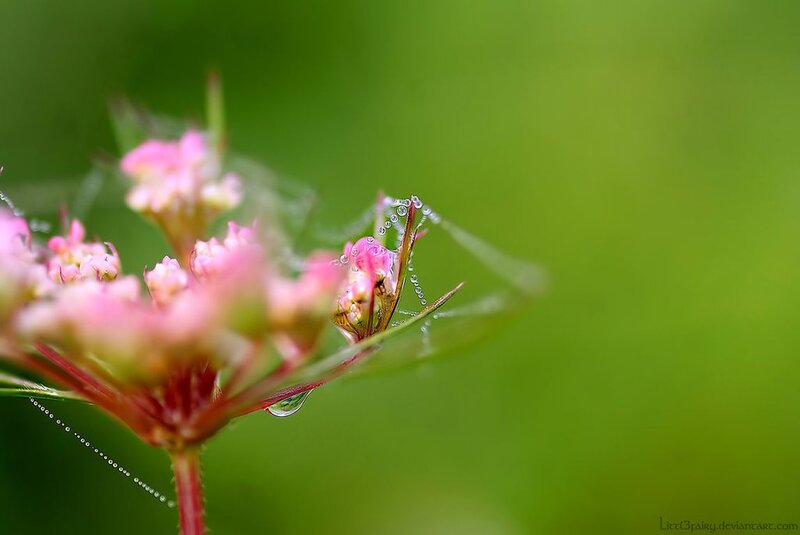Pink Flower with Dew — Green