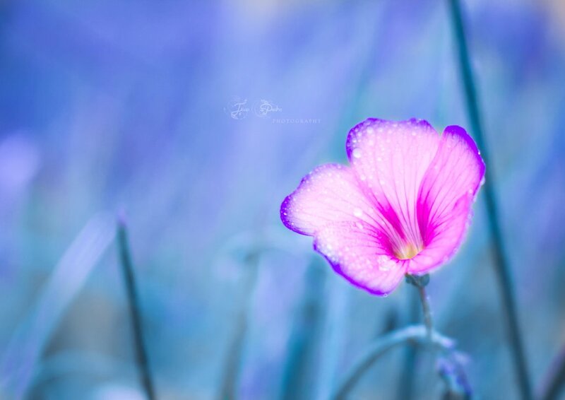 Pink Flower with Dew — Purple