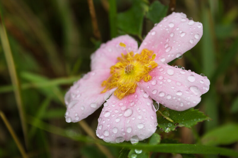 Pink Flower with Dew — Serene, Morning