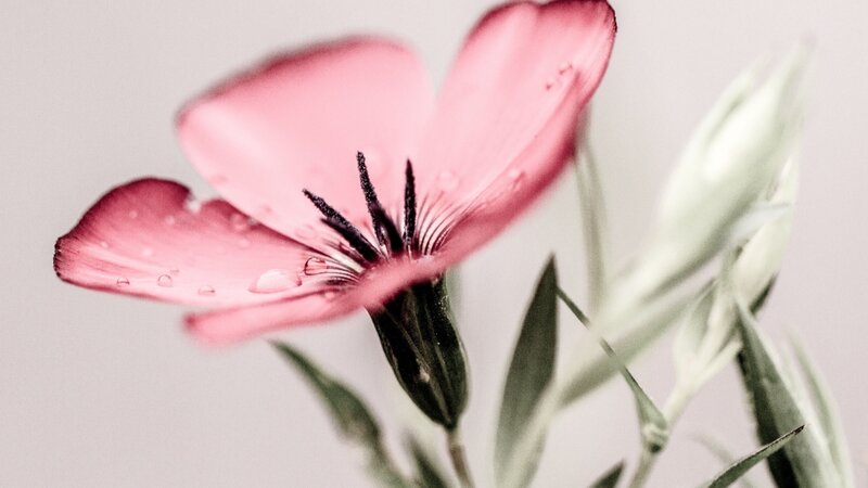 Pink Flower with Dew — Serene, Photograph, Dew Drops