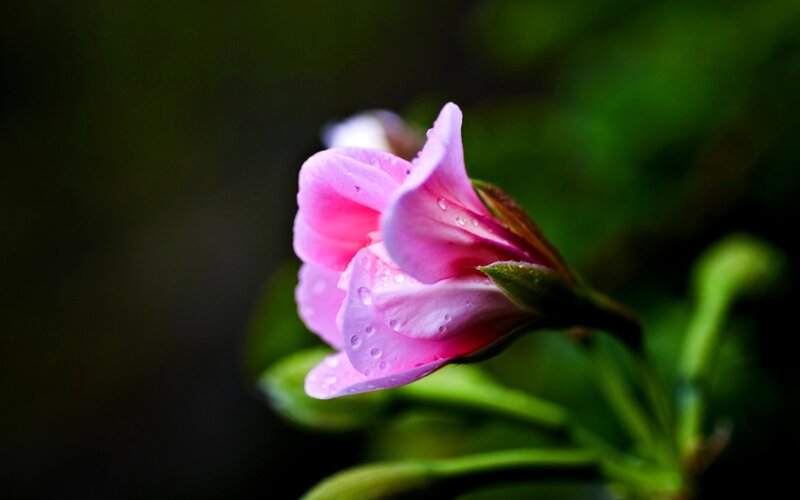 Pink Flower with Dew — Serene, Photograph