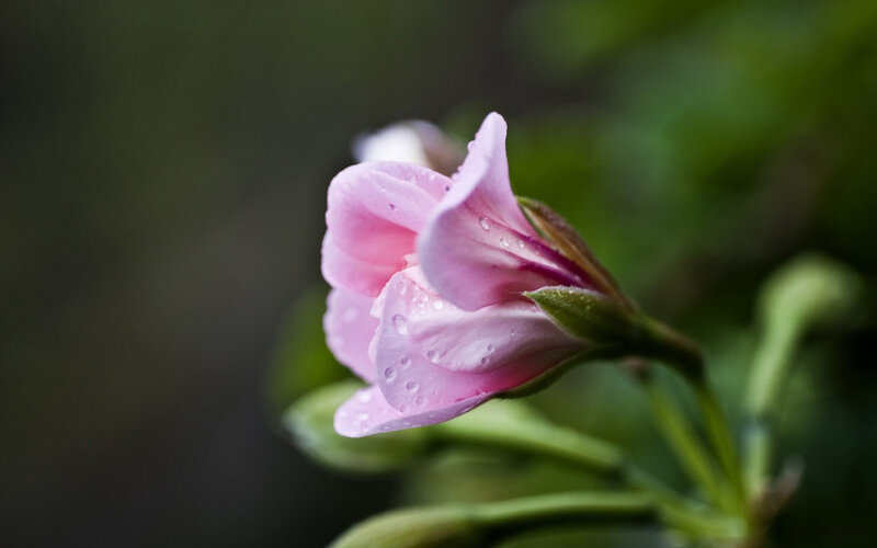 Pink Flower with Dew — Serene