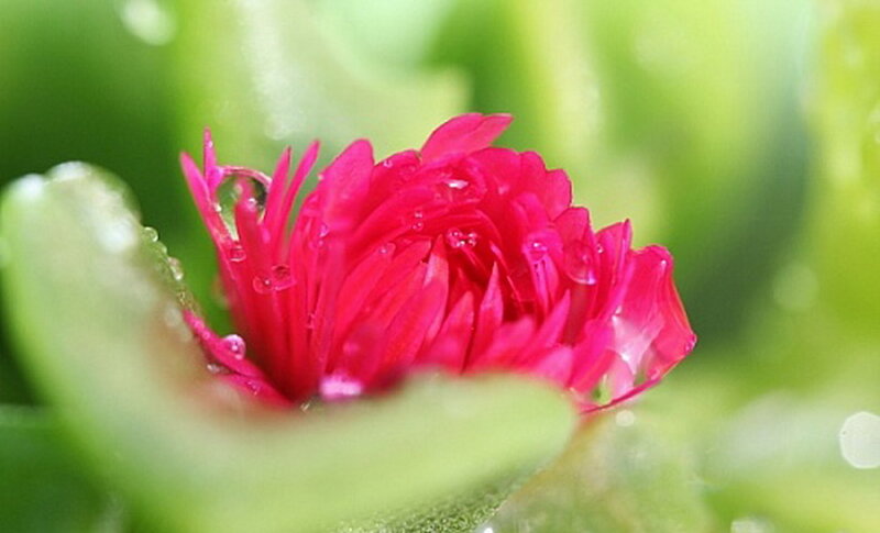 Pink Flower with Dew