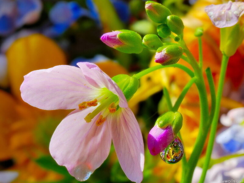Pink Flower with Dewdrop