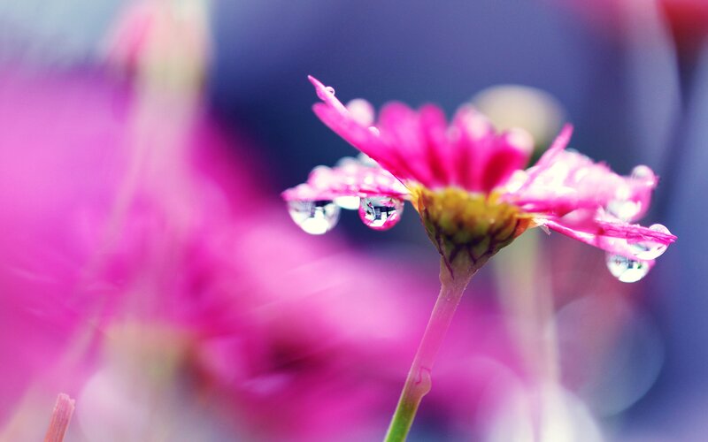 Pink Flower with Dewdrops