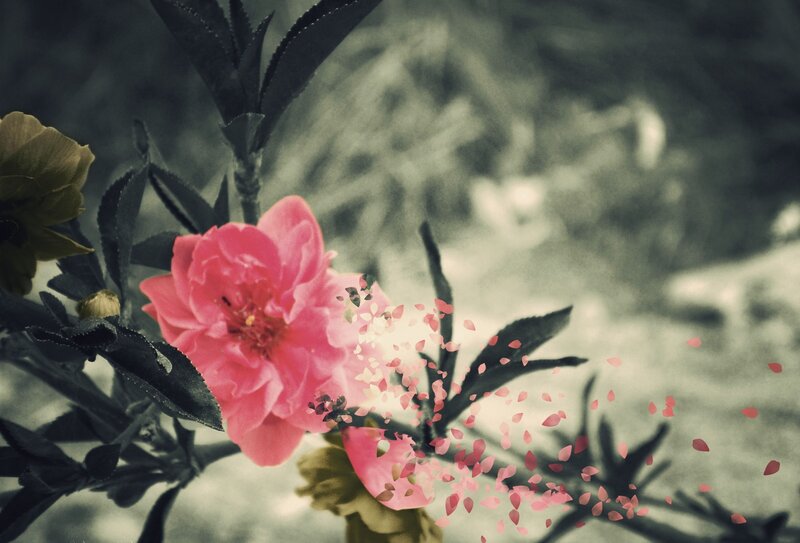 Pink flower with falling petals