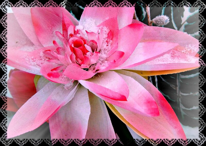 Pink Flower with Frost