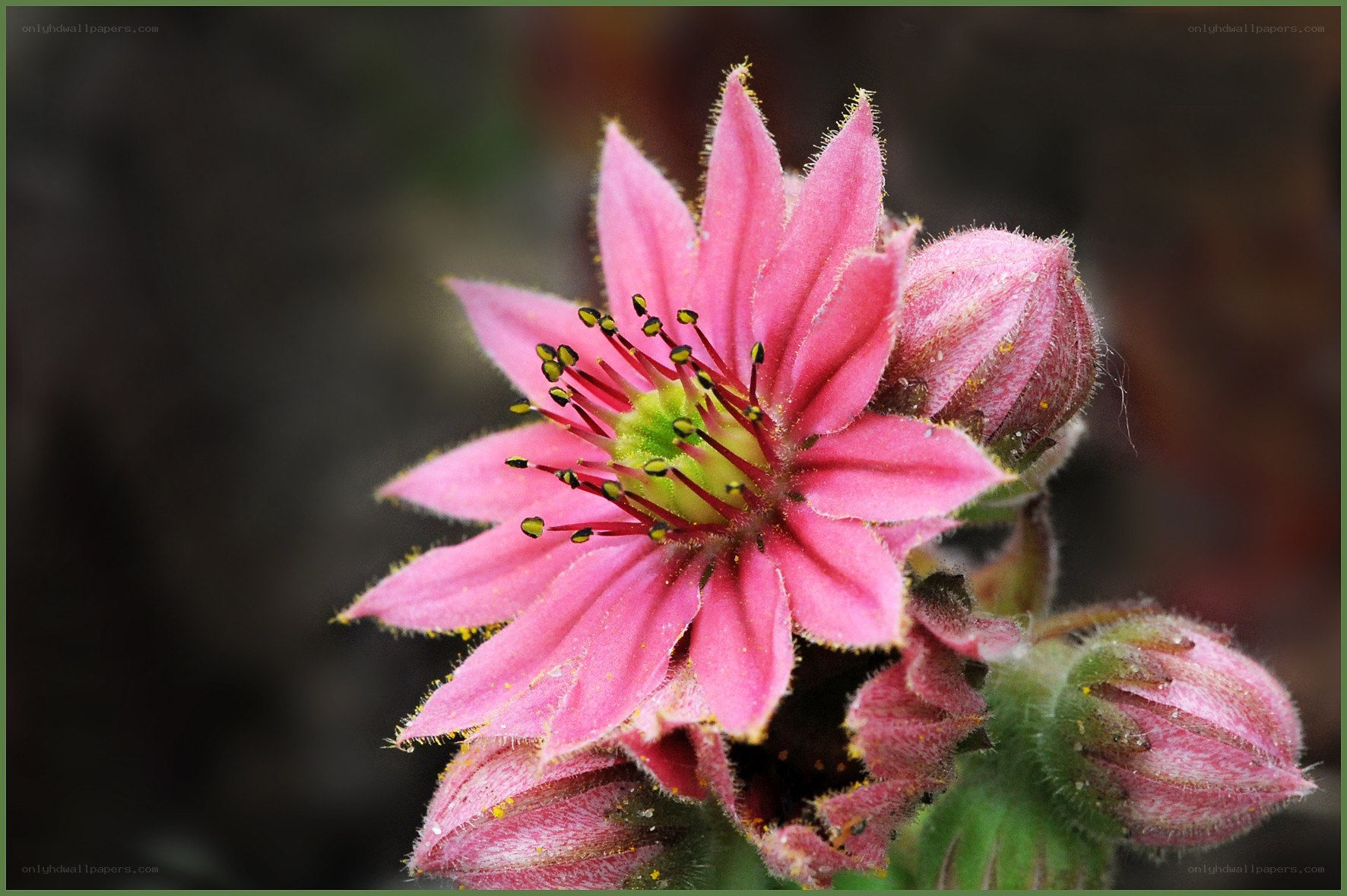 Pink flower with fuzzy petals