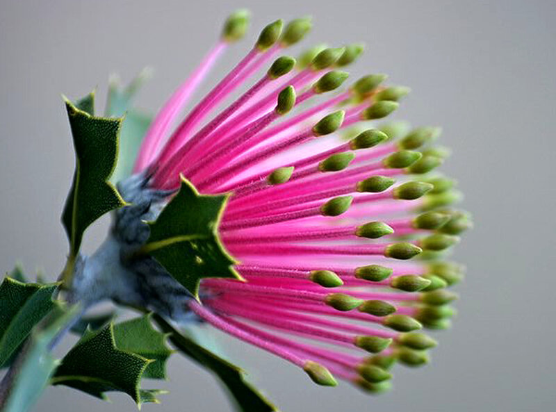 Pink Flower with Green Buds — Calm