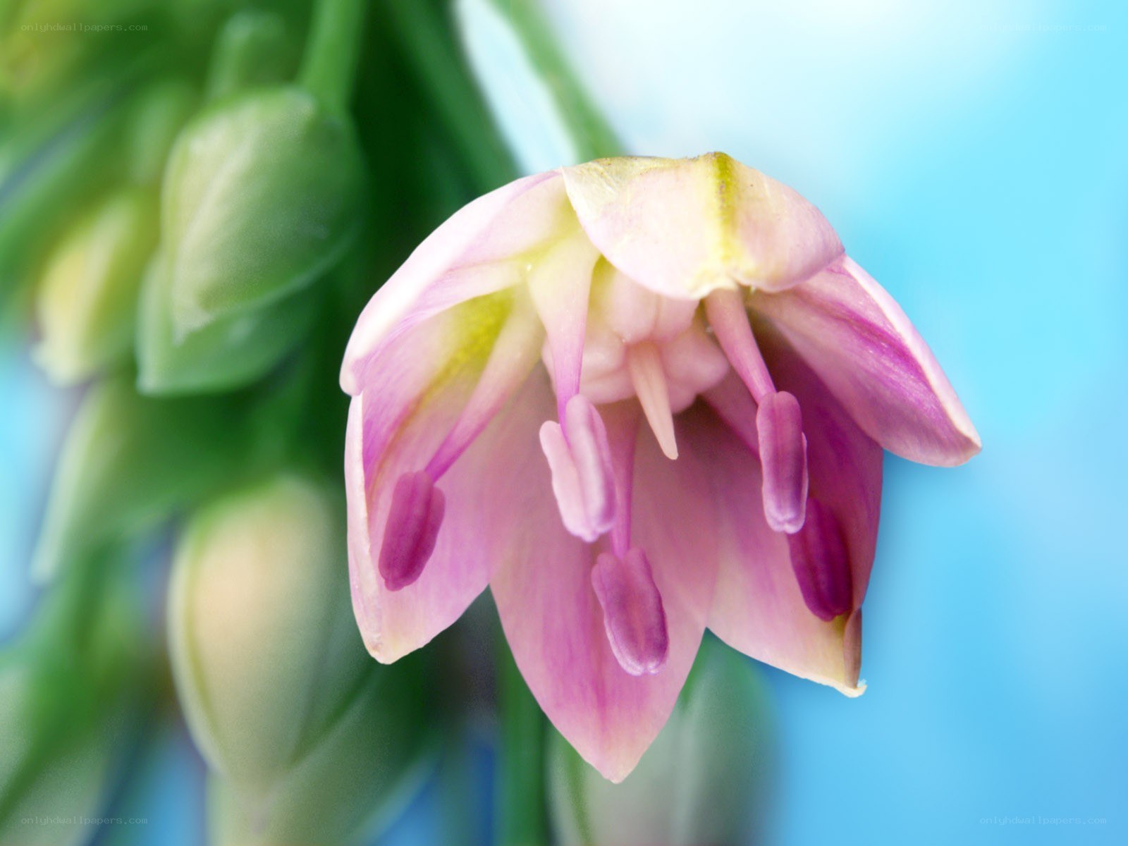 Pink flower with green buds