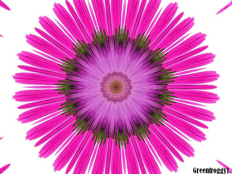 Pink Flower with Green Center