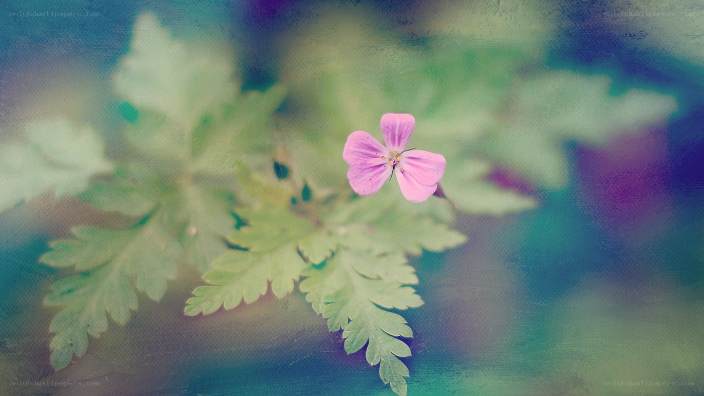 pink flower with green leaves