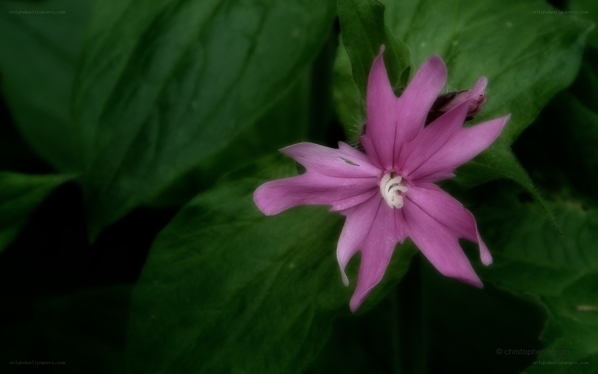 Pink flower with green leaves