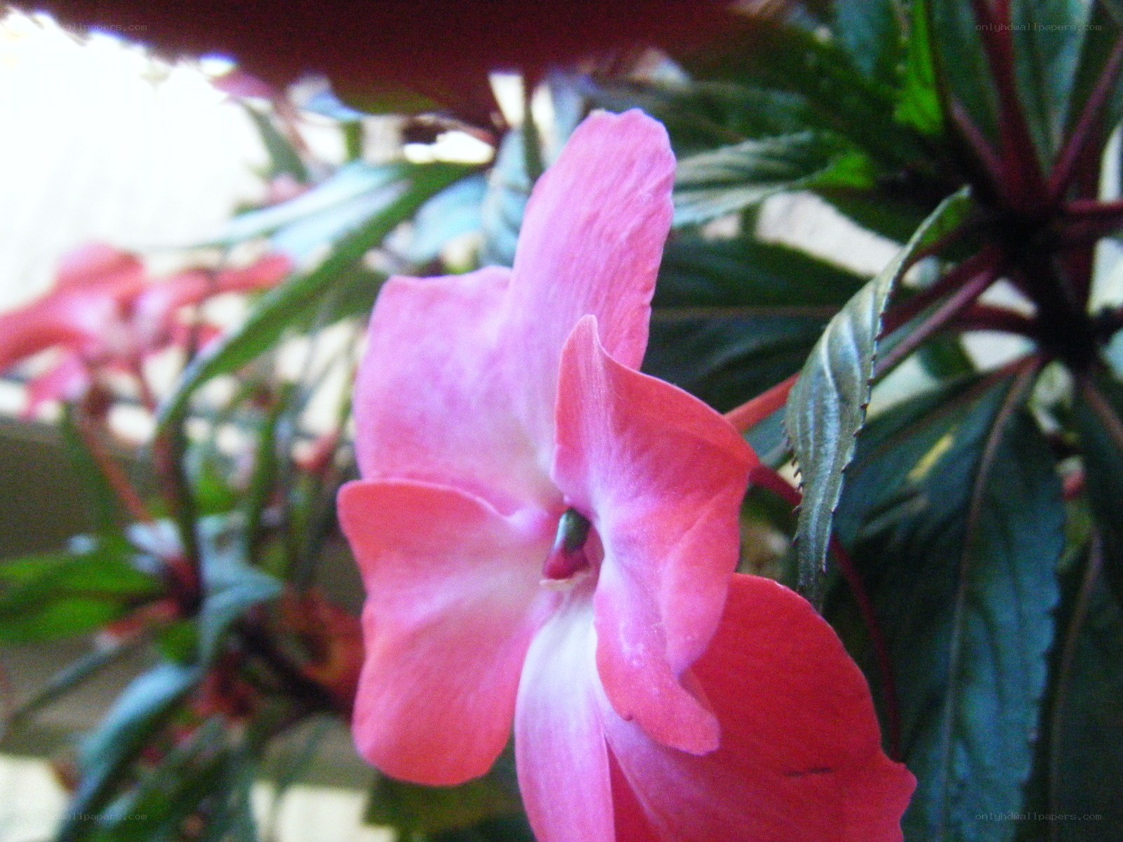 pink flower with green leaves