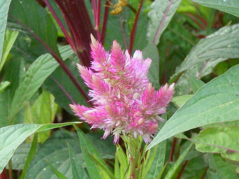 pink flower with green leaves
