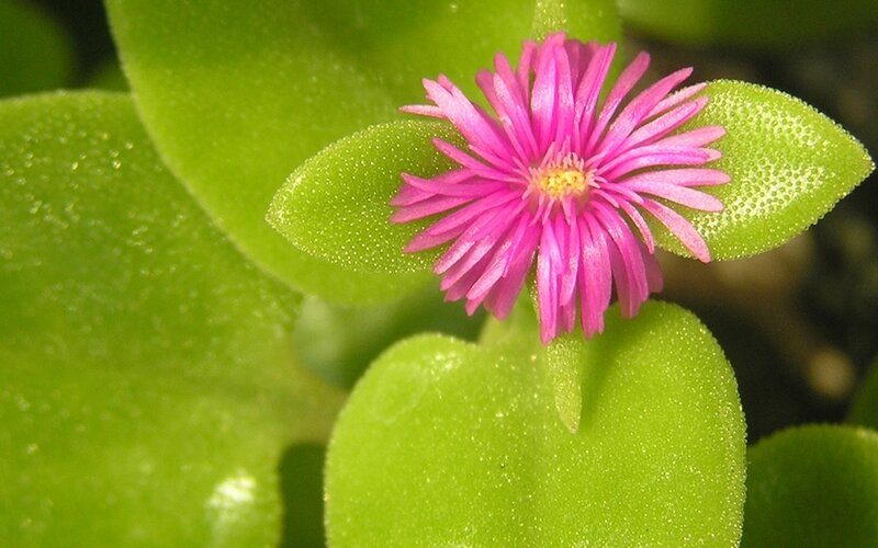 Pink flower with green leaves