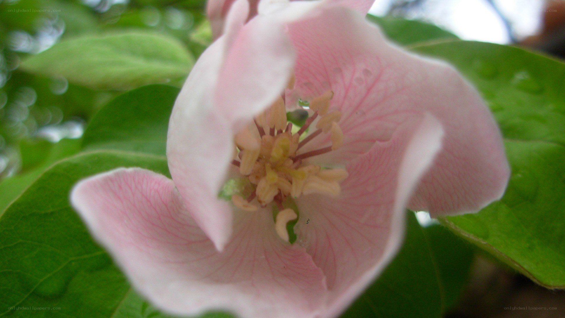 pink flower with green leaves