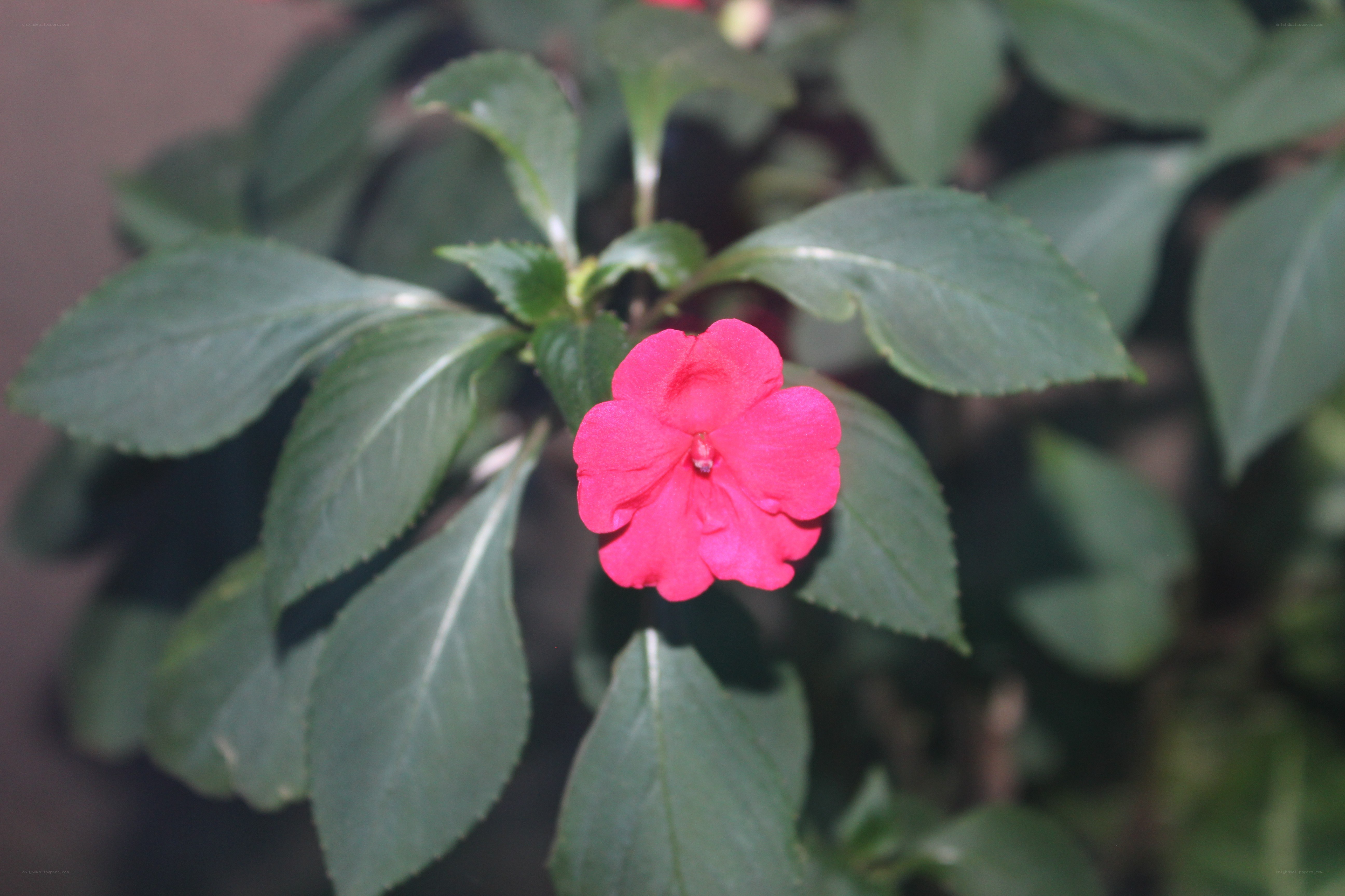 pink flower with green leaves