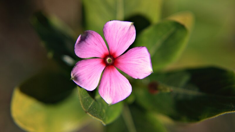 Pink Flower with Green Leaves — Calm, Afternoon, Photograph