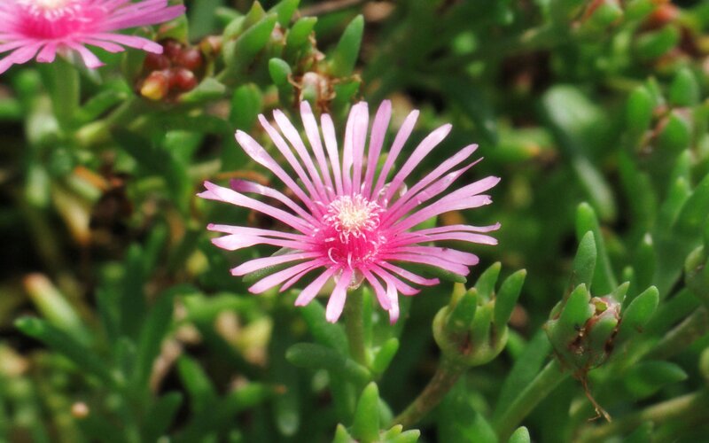 Pink Flower with Green Leaves — Calm, Afternoon