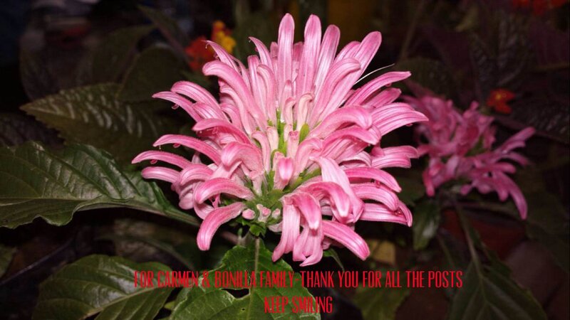 Pink Flower with Green Leaves — Calm, Night