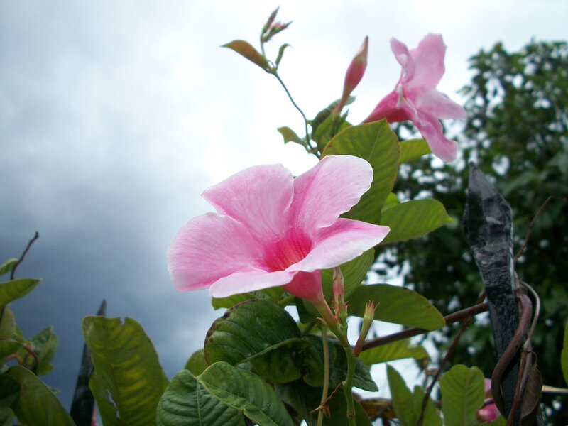 Pink Flower with Green Leaves — Calm, Photograph, Cloudy Sky