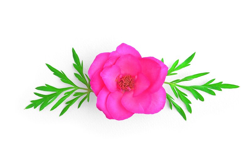 Pink Flower with Green Leaves — Calm, Photograph, White