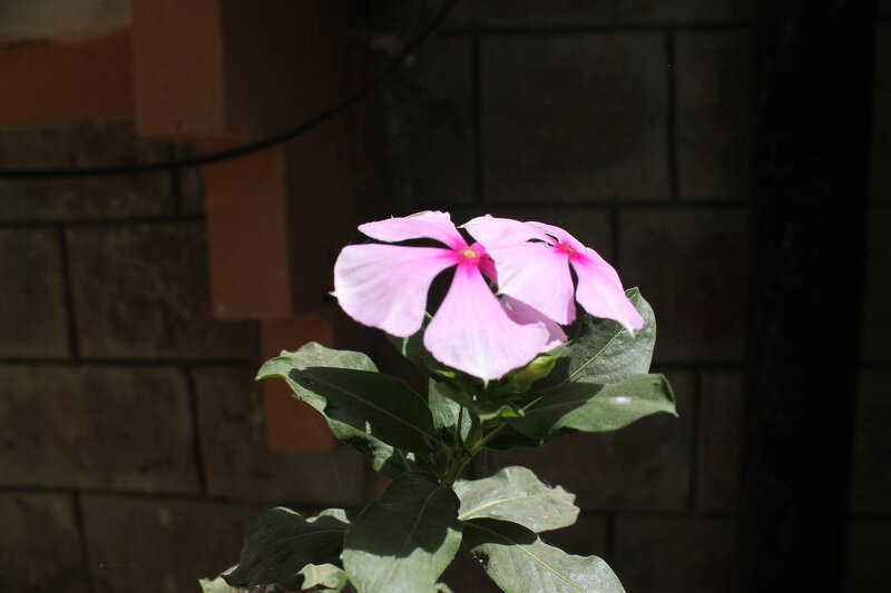 Pink Flower with Green Leaves — Dramatic