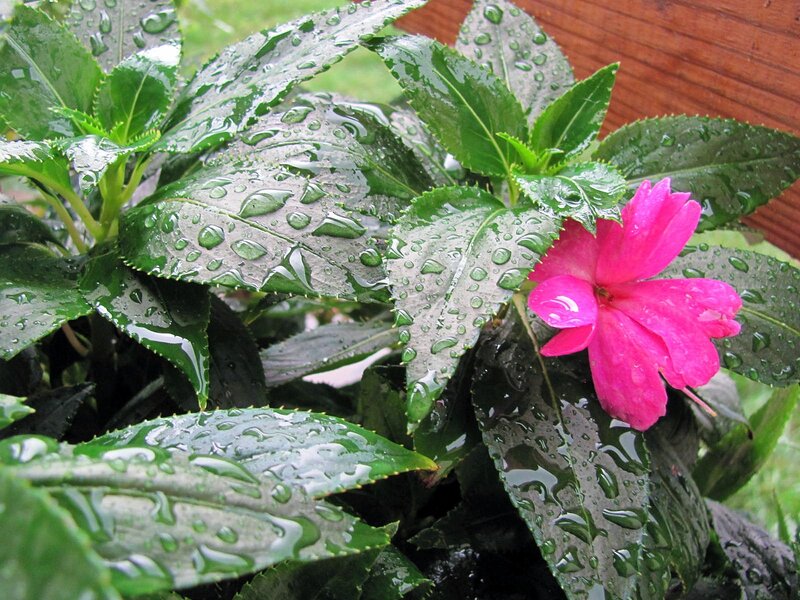 Pink Flower with Green Leaves — Fresh
