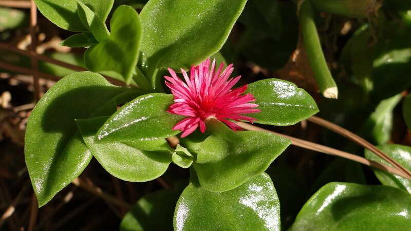 Pink Flower with Green Leaves — Natural, Afternoon, Photograph